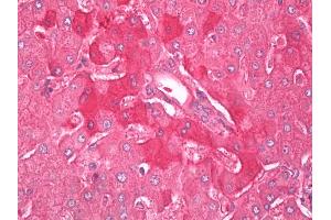 Anti-Alpha-2-Macroglobulin / A2M antibody IHC of human liver.