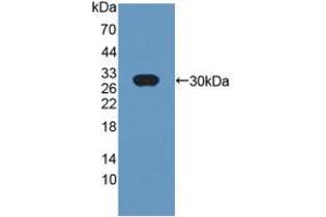Figure. (CRISP1 anticorps  (AA 20-246))