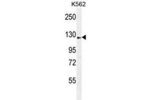 AASS Antibody (C-term) western blot analysis in K562 cell line lysates (35 µg/lane). (AASS anticorps  (C-Term))