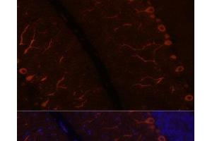 Immunofluorescence analysis of Rat brain using KAL1 Polyclonal Antibody at dilution of 1:100.