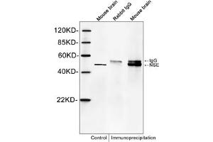 Western blot analysis of immunoprecipitates from mouse brain lysates. (ENO2/NSE anticorps  (C-Term))