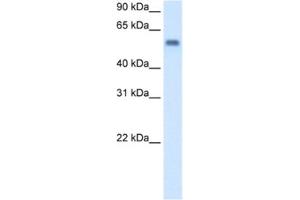 Western Blotting (WB) image for anti-Monoamine Oxidase B (MAOB) antibody (ABIN2462710) (Monoamine Oxidase B anticorps)