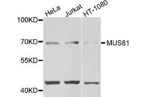 Western blot analysis of extracts of various cells, using MUS81 antibody. (MUS81 anticorps)