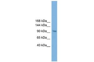WB Suggested Anti-Zhx3 Antibody Titration:  0. (ZHX3 anticorps  (C-Term))