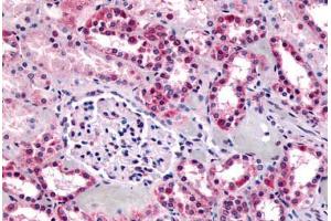 Anti-GPR91 antibody  ABIN1048898 IHC staining of human kidney. (SUCNR1 anticorps  (C-Term))