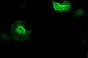 Immunofluorescence (IF) image for anti-Zinc Finger, AN1-Type Domain 2B (ZFAND2B) antibody (ABIN1501803)
