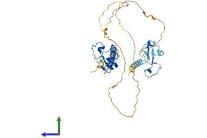 AlphaFold protein structure predicition of Human Recombinant MBNL3 Protein, UniprotID Q9NUK0