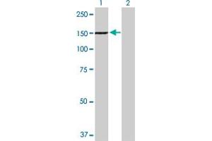 Western Blot analysis of TYK2 expression in transfected 293T cell line by TYK2 MaxPab polyclonal antibody.
