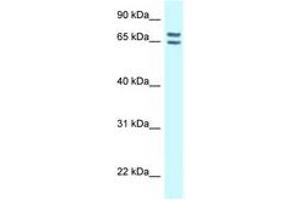 Image no. 1 for anti-Connector Enhancer of Kinase Suppressor of Ras 1 (CNKSR1) (AA 545-594) antibody (ABIN6747891) (CNKSR1 anticorps  (AA 545-594))