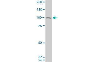 Western Blotting (WB) image for anti-Eukaryotic Translation Initiation Factor 4 gamma 2 (EIF4G2) (AA 811-890) antibody (ABIN598656) (EIF4G2 anticorps  (AA 811-890))