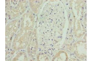 Immunohistochemistry of paraffin-embedded human kidney tissue using ABIN7170263 at dilution of 1:100 (SLC46A3 anticorps  (AA 26-73))