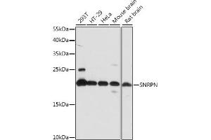 Western blot analysis of extracts of various cell lines, using SNRPN antibody (ABIN7270366) at 1:1000 dilution. (SNRPN anticorps  (AA 1-100))