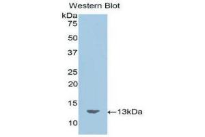 Western Blotting (WB) image for anti-Motilin (MLN) (AA 26-115) antibody (ABIN1859898) (Motilin anticorps  (AA 26-115))