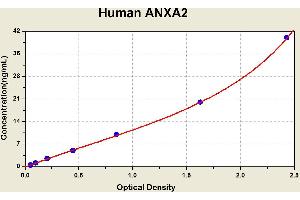 Diagramm of the ELISA kit to detect Human ANXA2with the optical density on the x-axis and the concentration on the y-axis. (Annexin A2 Kit ELISA)