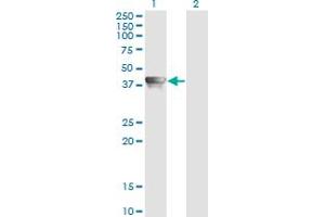 Western Blot analysis of AHSA1 expression in transfected 293T cell line by AHSA1 monoclonal antibody (M02), clone 4F3-B6. (AHSA1 anticorps  (AA 1-338))