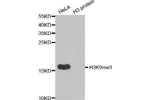 Western Blotting (WB) image for anti-Histone 3 (H3) (H3K9me3) antibody (ABIN3016030) (Histone 3 anticorps  (H3K9me3))