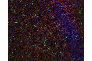 Indirect immunostaining of PFA fixed mouse cortex section with anti-synaptoporin (dilution 1 : 500; red) and rabbit anti-IBA 1 (cat.