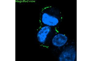 anti-Corticotropin Releasing Hormone Receptor 1 (CRHR1) (AA 31-44), (Extracellular), (N-Term) antibody