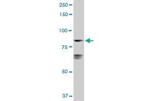 LETM1 MaxPab rabbit polyclonal antibody. (LETM1 anticorps  (AA 1-739))