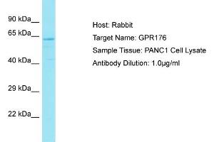 Host: Rabbit Target Name: GPR176 Sample Type: PANC1 Whole Cell lysates Antibody Dilution: 1. (GPR176 anticorps  (C-Term))