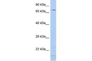 SRP72 antibody (70R-10519) used at 1. (SRP72 anticorps  (Middle Region))