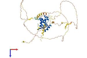 AlphaFold protein structure predicition of Mouse Recombinant Foxn3 Protein, UniprotID Q499D0