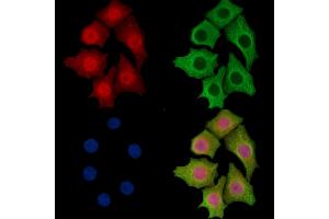 ABIN7096207 and ABIN7100269 staining HepG2 cells by IF/ICC.