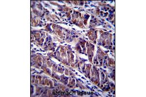 HDAC7 Antibody (C-term) (ABIN657570 and ABIN2846576) immunohistochemistry analysis in formalin fixed and paraffin embedded human stomach tissue followed by peroxidase conjugation of the secondary antibody and DAB staining. (HDAC7 anticorps  (C-Term))