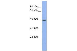 Pannexin 3 antibody used at 1 ug/ml to detect target protein.
