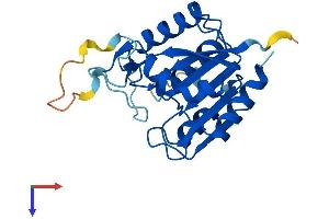 AlphaFold protein structure predicition of Mouse Recombinant Ovca2 Protein, UniprotID Q9D7E3