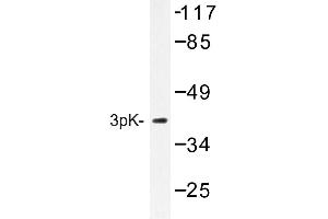 Image no. 1 for anti-Mitogen-Activated Protein Kinase-Activated Protein Kinase 3 (MAPKAPK3) antibody (ABIN272238) (MAPKAP Kinase 3 anticorps)