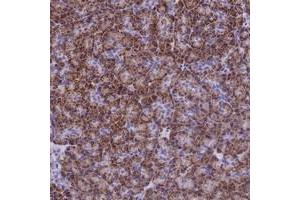 Immunohistochemical staining of human pancreas with SLC24A6 polyclonal antibody  shows strong cytoplasmic positivity in exocrine pancreas in granular pattern. (SLC24A6 anticorps)
