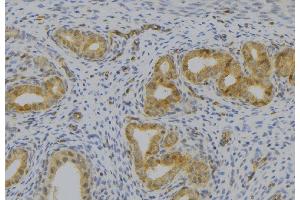 ABIN6277515 at 1/100 staining Human uterus tissue by IHC-P. (KLKB1 anticorps  (Internal Region))