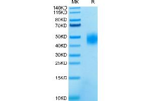 SLAMF7 Protein (AA 23-226) (His-Avi Tag)