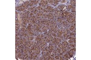Immunohistochemical staining of human pancreas with BANF2 polyclonal antibody  shows strong cytoplasmic positivity in exocrine glandular cells. (Banf2 anticorps)