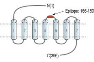Representative domain view of the target of ABIN7884997.