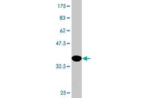 Western Blot detection against Immunogen (37.