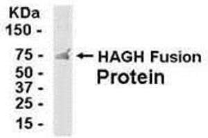 Western Blotting (WB) image for anti-Hydroxyacylglutathione Hydrolase (HAGH) (AA 110-260) antibody (ABIN2468033) (HAGH anticorps  (AA 110-260))