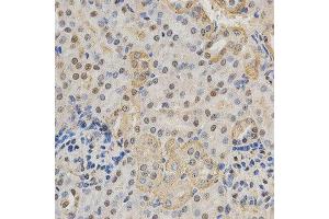 Immunohistochemistry of paraffin-embedded mouse kidney using RBFOX3 antibody at dilution of 1:200 (x400 lens). (NeuN anticorps)
