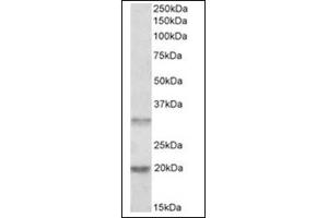 Image no. 1 for anti-Asparaginase Like 1 (ASRGL1) (Internal Region) antibody (ABIN374933) (ASRGL1 anticorps  (Internal Region))