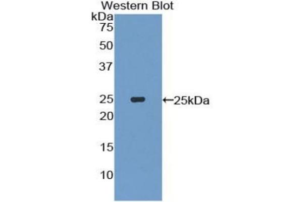 IL27 anticorps  (AA 29-234)
