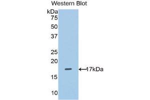 Western Blotting (WB) image for anti-Solute Carrier Family 3 (Activators of Dibasic and Neutral Amino Acid Transport), Member 2 (SLC3A2) (AA 270-406) antibody (ABIN1860573)