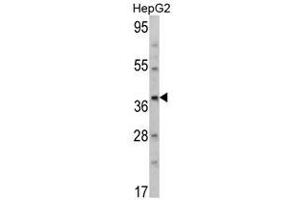 Image no. 1 for anti-Aminomethyltransferase (AMT) (N-Term) antibody (ABIN452734) (Aminomethyltransferase anticorps  (N-Term))