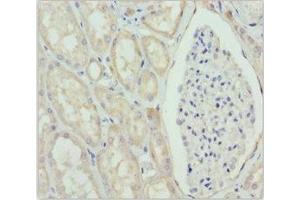 Immunohistochemistry of paraffin-embedded human kidney tissue using ABIN7160688 at dilution of 1:100 (GNS anticorps  (AA 293-552))