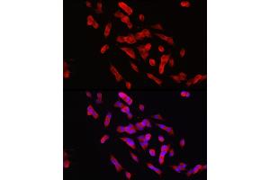 Immunofluorescence analysis of SH-SY5Y cells using PTPN5 Rabbit pAb (ABIN7269705) at dilution of 1:150 (40x lens).