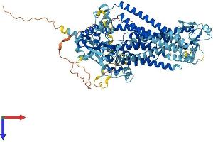 AlphaFold protein structure predicition of Mouse Recombinant Ano7 Protein, UniprotID Q14AT5