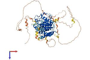 AlphaFold protein structure predicition of Mouse Recombinant Mtmr14 Protein, UniprotID Q8VEL2