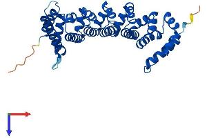 AlphaFold protein structure predicition of Mouse Recombinant Cab39 Protein, UniprotID Q06138