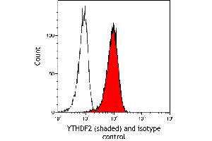 Flow Cytometry (FACS) image for anti-YTH Domain Family, Member 2 (YTHDF2) (AA 300-350) antibody (ABIN7795702) (Recombinant YTHDF2 anticorps  (AA 300-350))