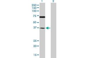 Western Blot analysis of TREX1 expression in transfected 293T cell line by TREX1 MaxPab polyclonal antibody.